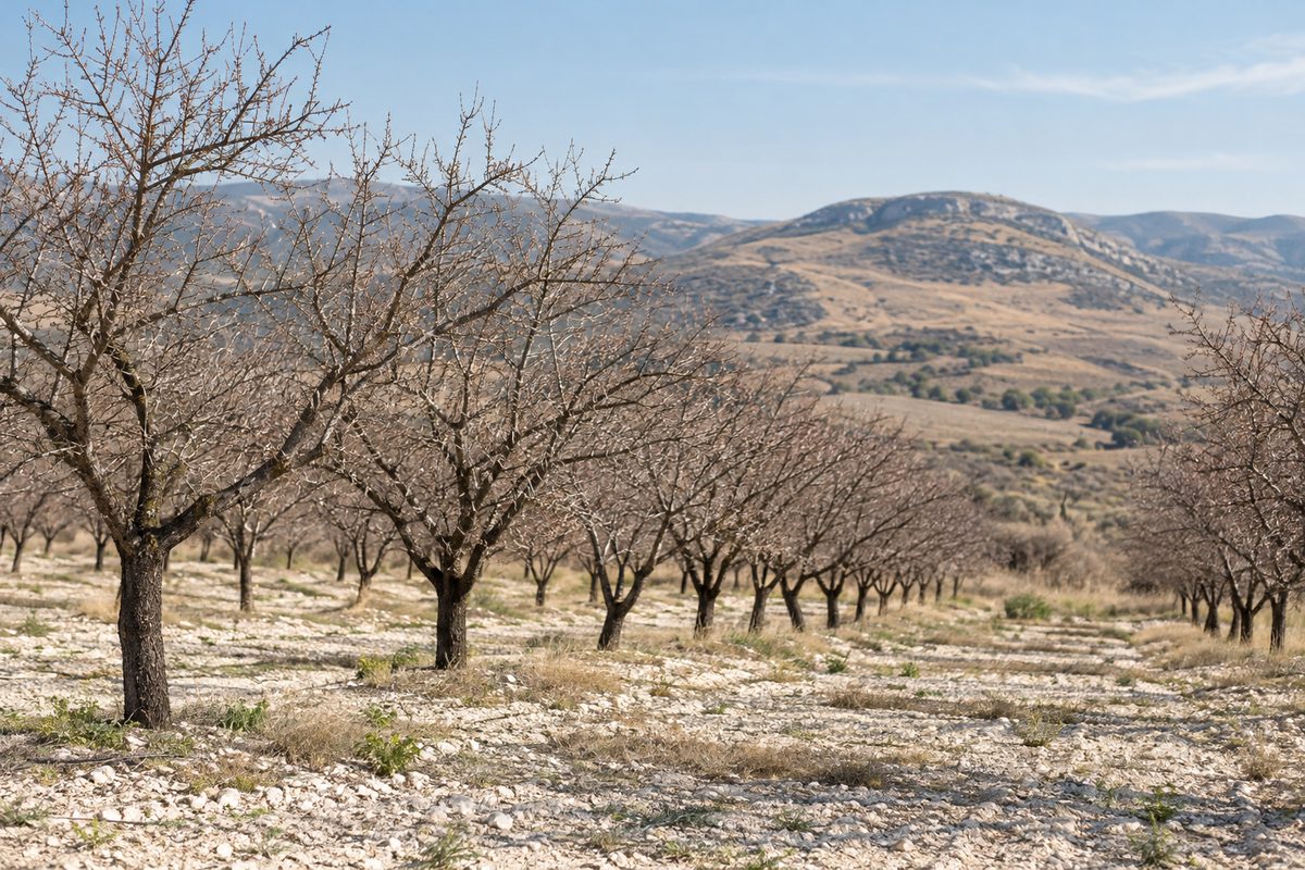 Dormant almond orchard planted on terraced chalk soil in the Taberno highlands.