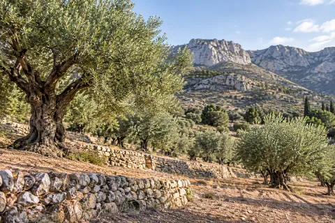 Agricultural stone terraces and olive groves across the arid foothills surrounding Taberno.